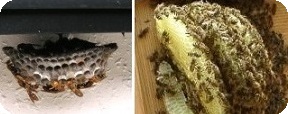 アシナガバチとミツバチの巣