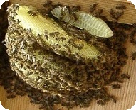 ミツバチの巣